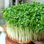 Alfalfa Micro-Greens