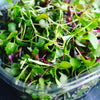 Salad Mix Micro Greens